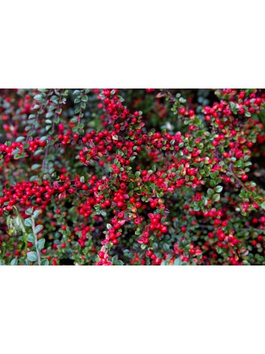 Cotognastro "Cotoneaster"...