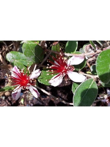 Feijoa "Acca sellowiana"...