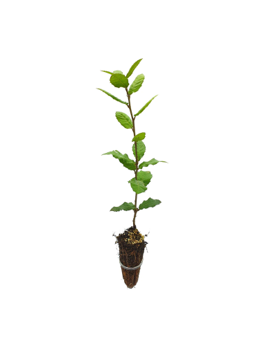 Leccio Elce "Quercus ilex"...