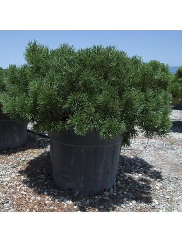 Pino mugo "Pinus mugo"...