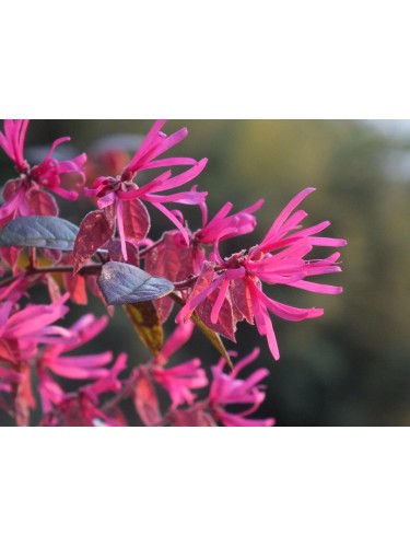 Loropetalum chinense pianta...