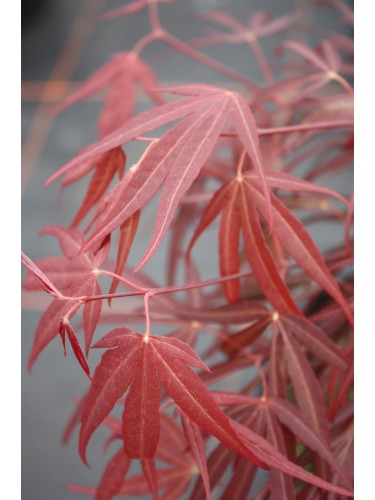 Acero rosso giapponese...