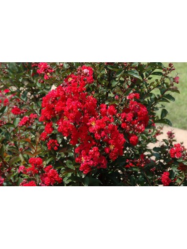 Lagerstroemia indica Rossa...