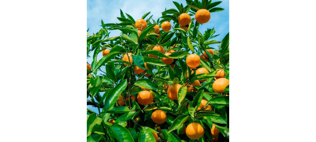 Piante di agrumi