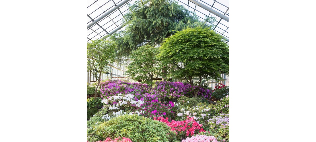 Piante ornamentali
