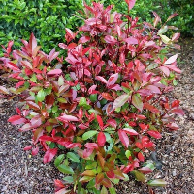 Come piantare e coltivare una siepe di Photinia