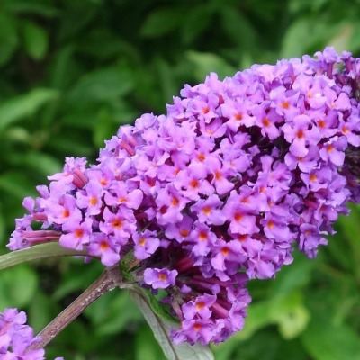 Esplorando la Buddleia: caratteristiche e tecniche di coltivazione