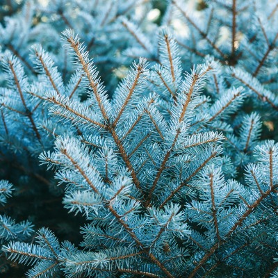 L’Abete argentato: l’albero di Natale perfetto per la tua casa