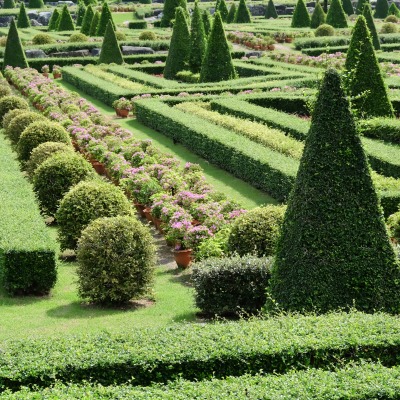 Arte topiaria: i segreti della potatura ornamentale