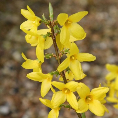 La forsizia: un'esplosione di giallo nel tuo giardino