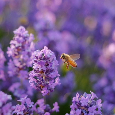 Piante amiche delle api: come creare un giardino ecosostenibile